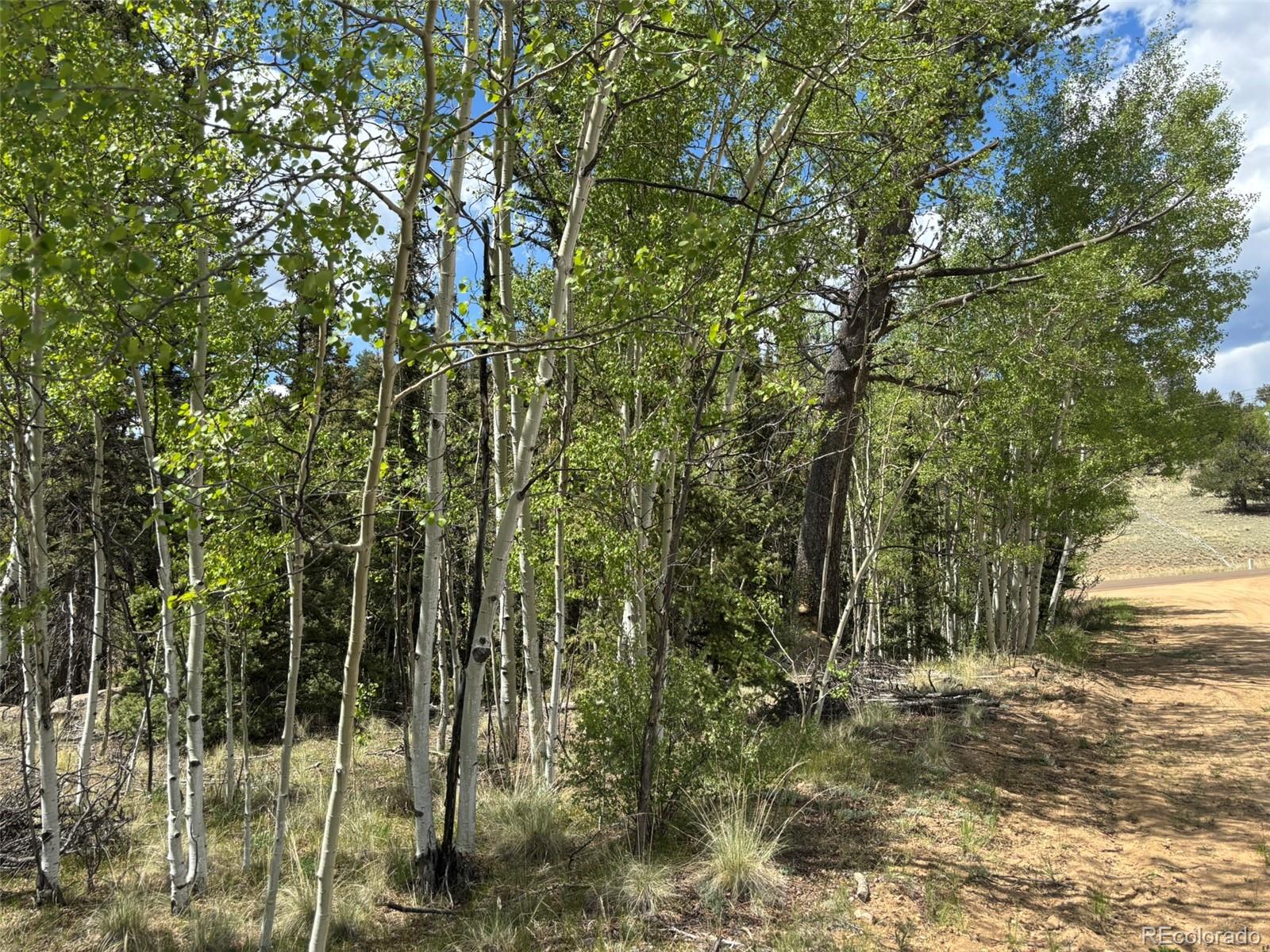 514 Chief Trail Como, CO 80456 - Photo 11 of 12 a view of a forest with trees