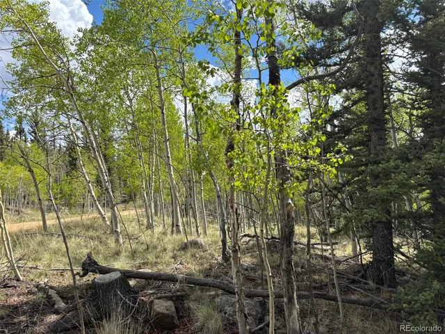 a backyard of a house with lots of trees