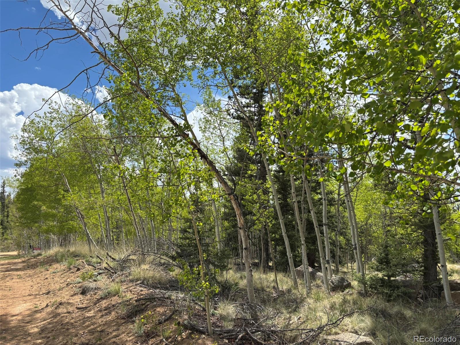 514 Chief Trail Como, CO 80456 - Photo 10 of 12 a view of a forest