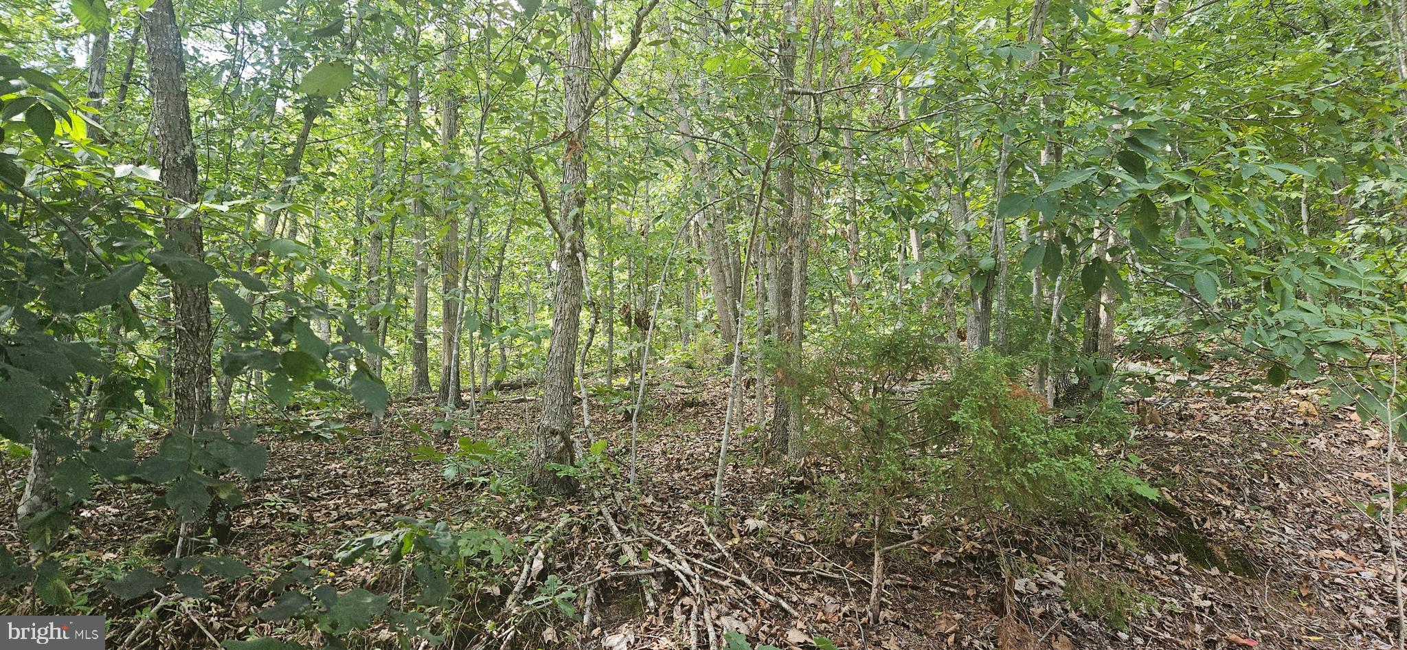 717 Coal Mine Road Strasburg, VA 22657 - Photo 43 of 50