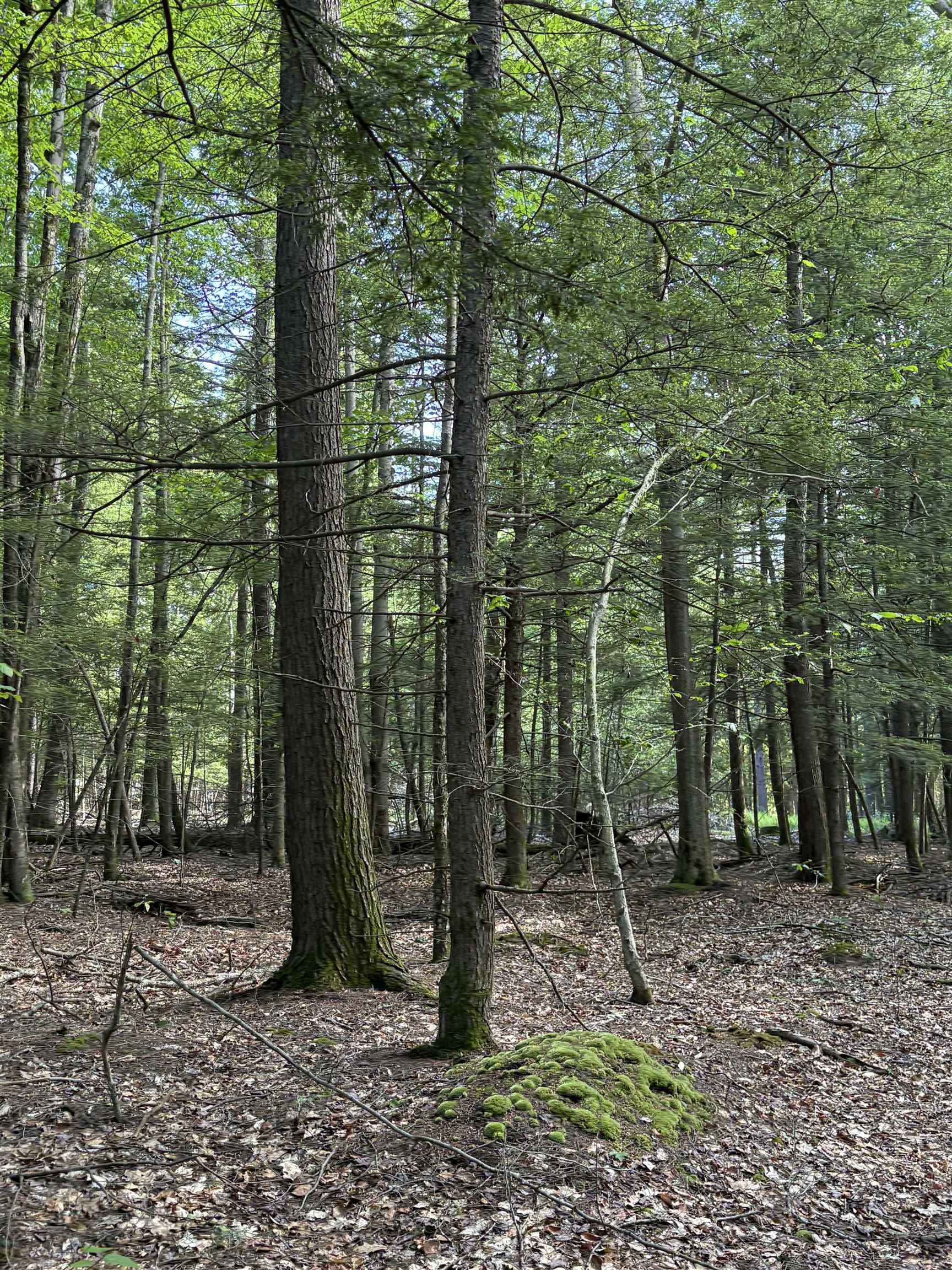 Lot 85 Currier Road Candia, NH 03034 - Photo 11 of 14