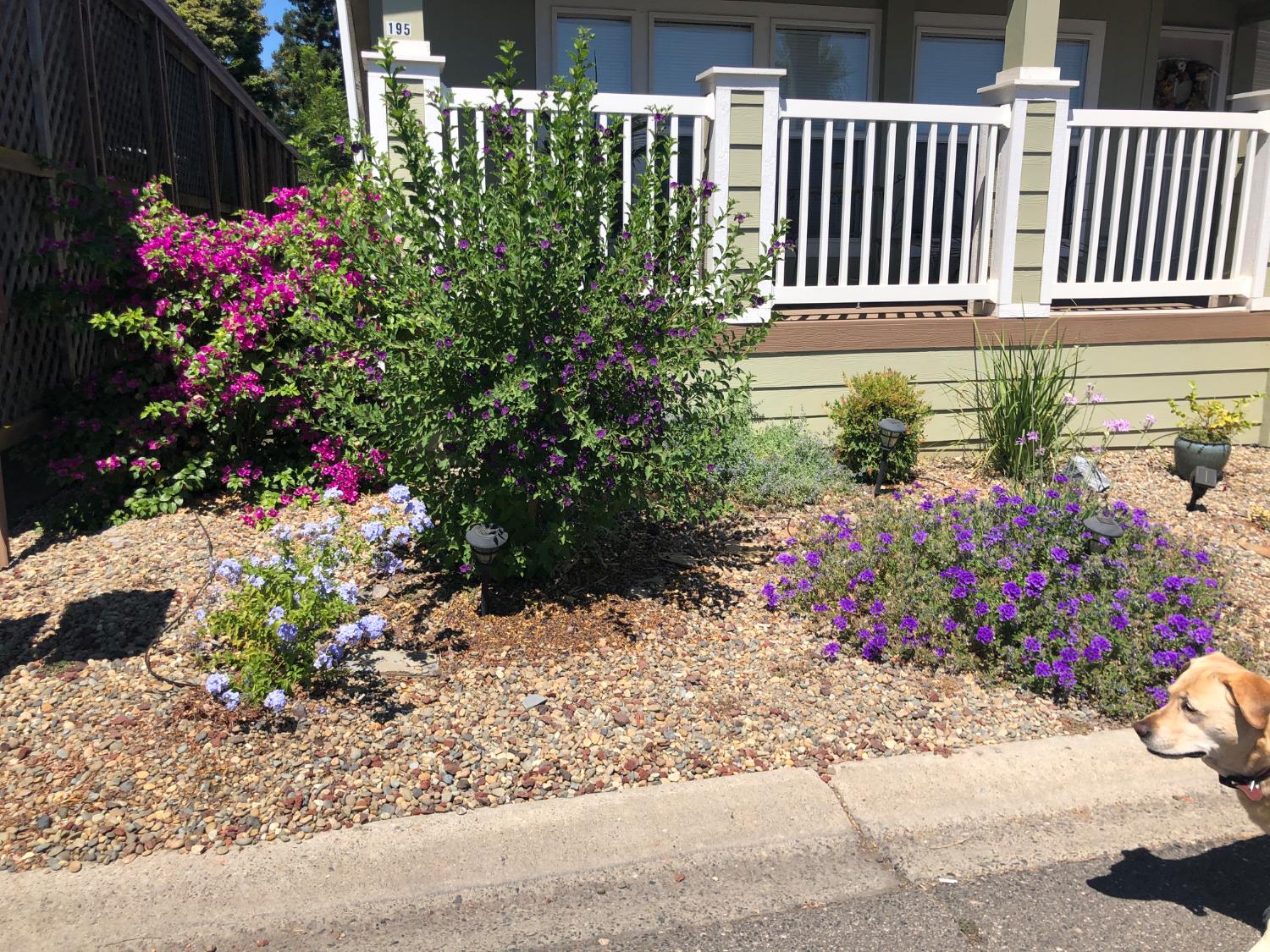 195 Schooner Lane Modesto, CA 95356 - Photo 16 of 24 a garden with flowers and wooden fence