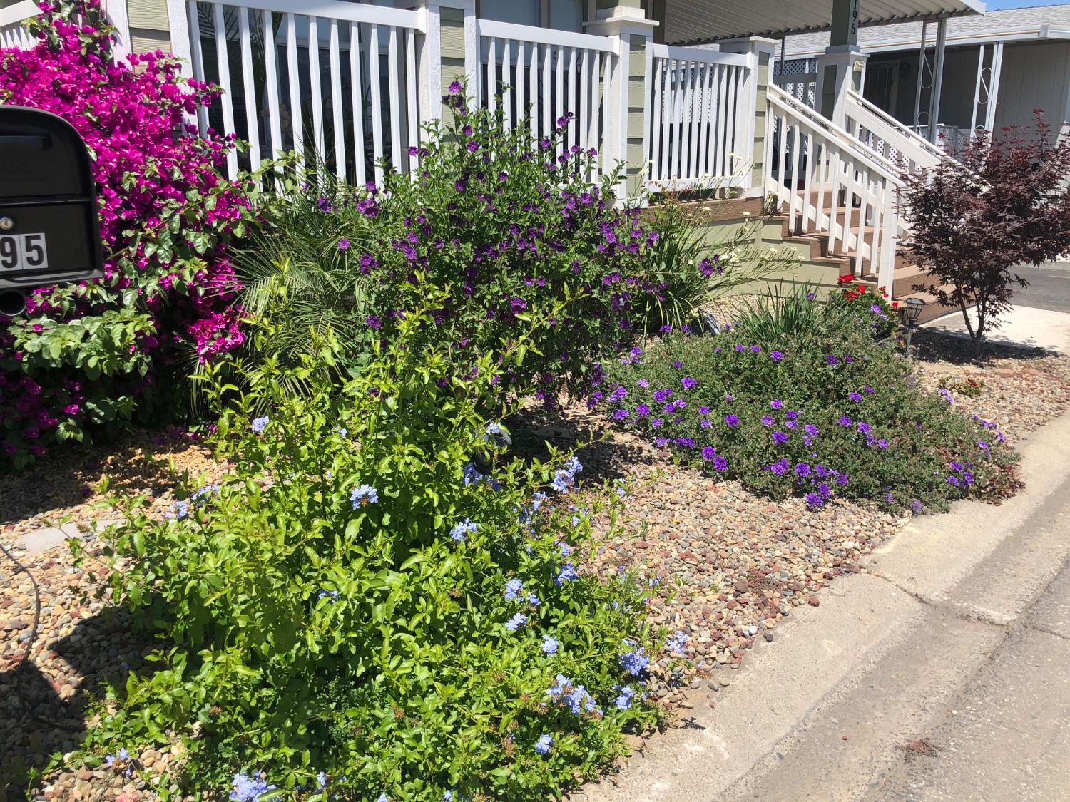 195 Schooner Lane Modesto, CA 95356 - Photo 17 of 24 a view of a flower garden in back yard