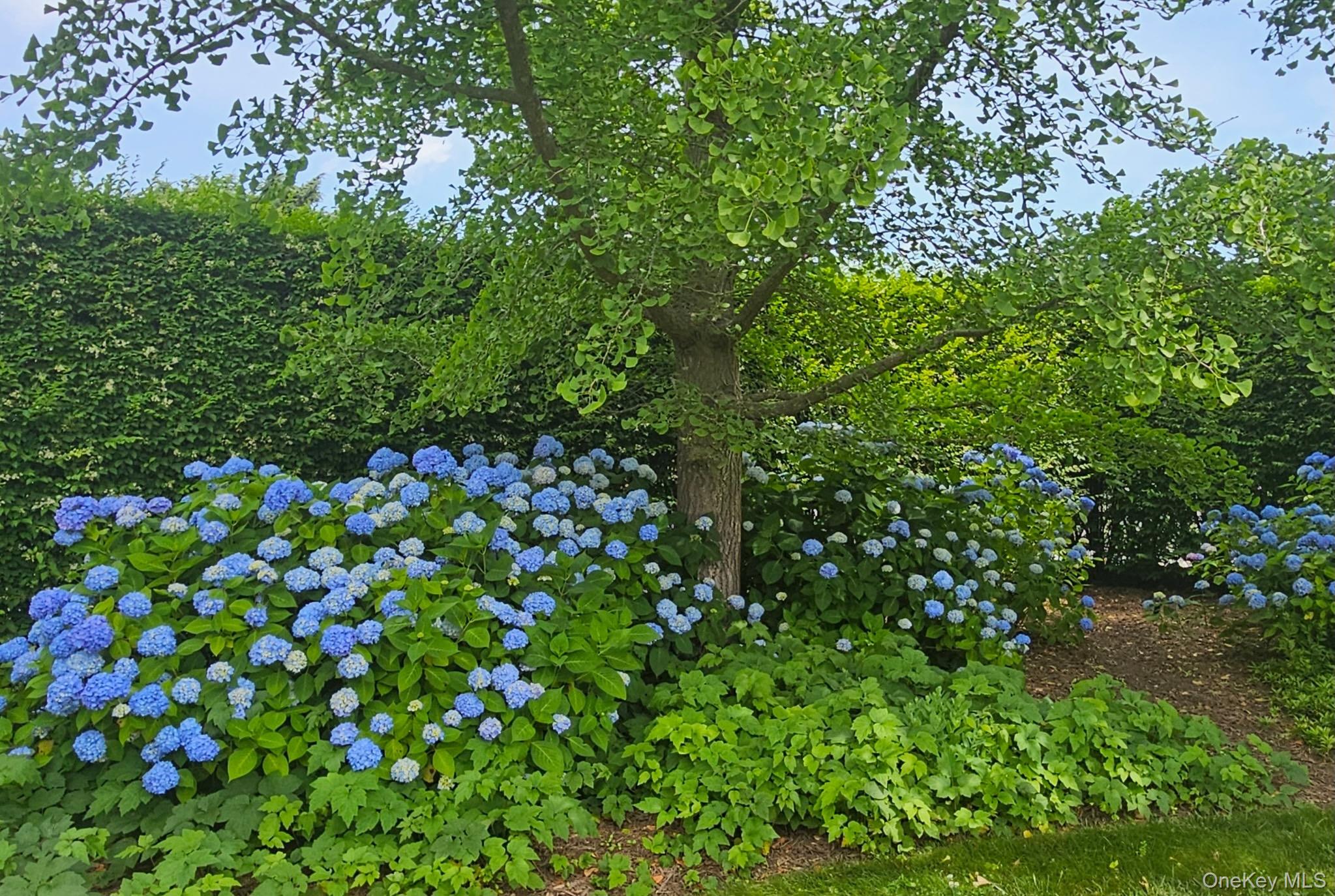 1680 Lands End Road Orient, NY 11957 - Photo 42 of 50 Spectacular Summer Beautiful Gardens in Summertime