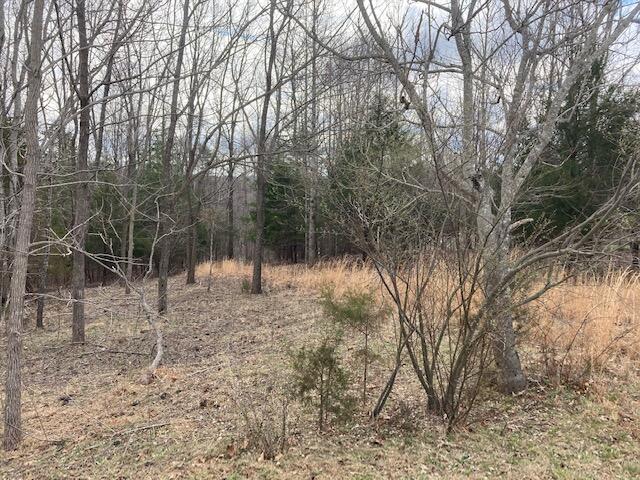 Lot 5 Cedar Bay Rd Union Union Hall, VA 24176 - Photo 5 of 6 a view of a forest filled with trees