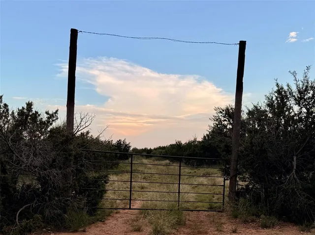 a view of a dry yard next to a large tree