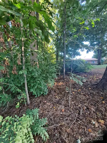 a view of a yard with plants and large trees
