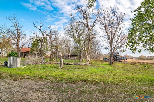 a tall tree in middle of green field