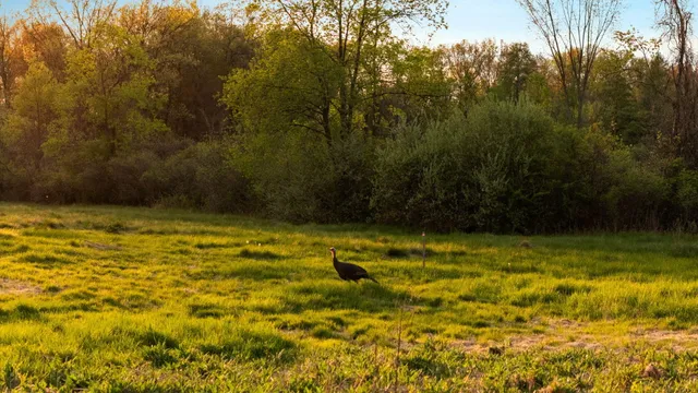 $950,000 | Moeckel Road, Grass Lake, MI 49240