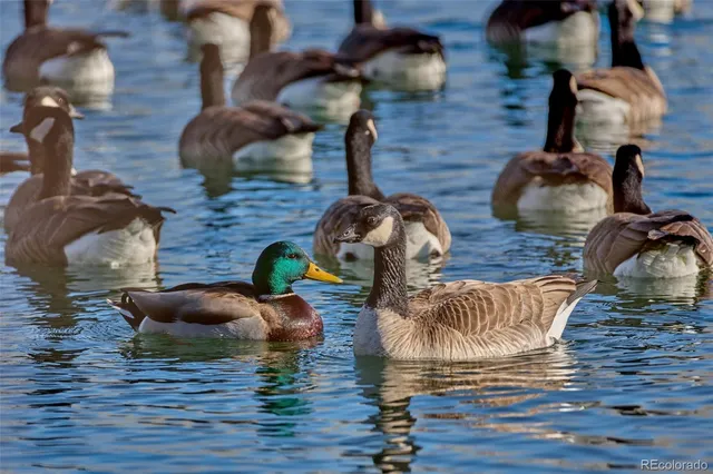 $780,000 | 723 Pope Drive, Erie, CO 80516