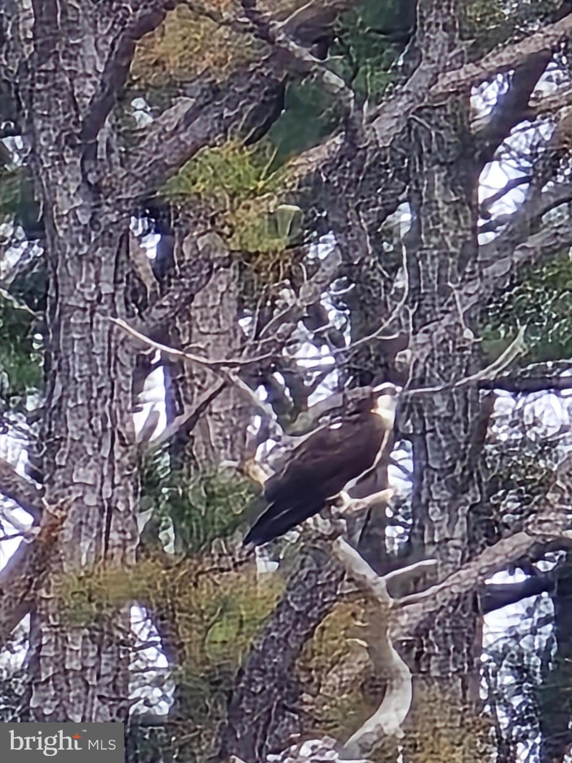 2765 Hoopers Island Road Fishing Creek, MD 21634 - Photo 73 of 111 a view of tree