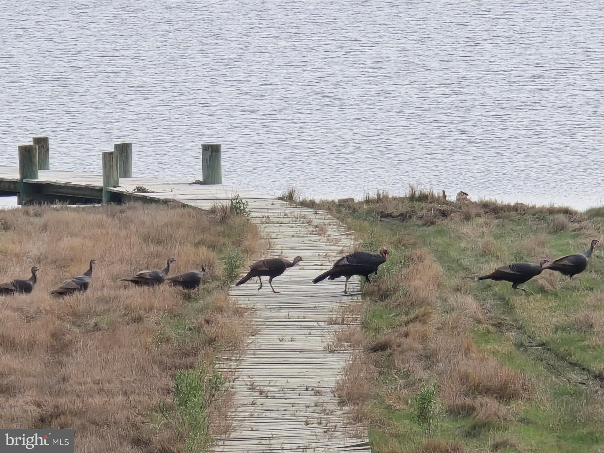 2765 Hoopers Island Road Fishing Creek, MD 21634 - Photo 75 of 111 Seller Provided Photos