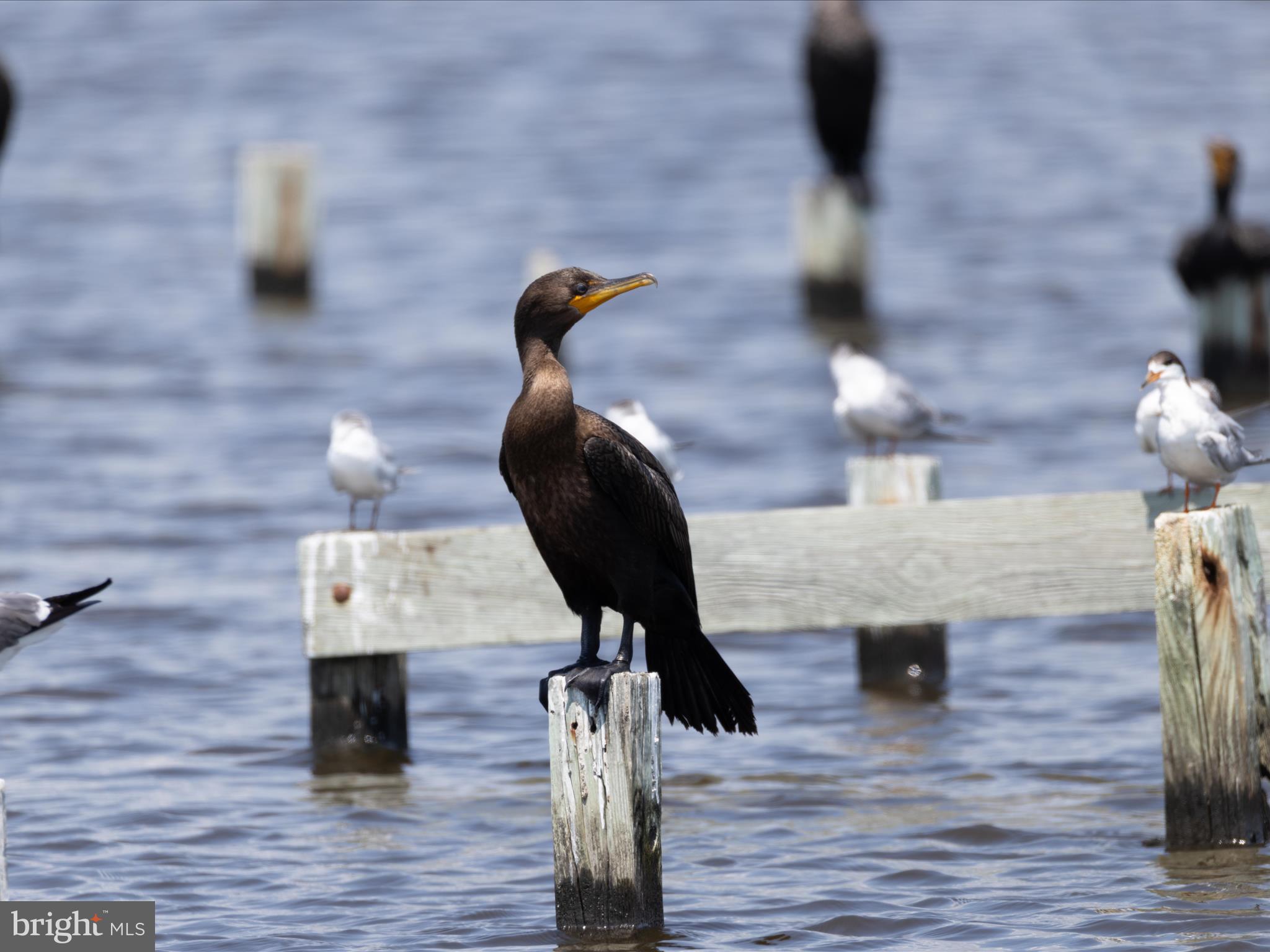 2765 Hoopers Island Road Fishing Creek, MD 21634 - Photo 80 of 111 a view of entryway and hall