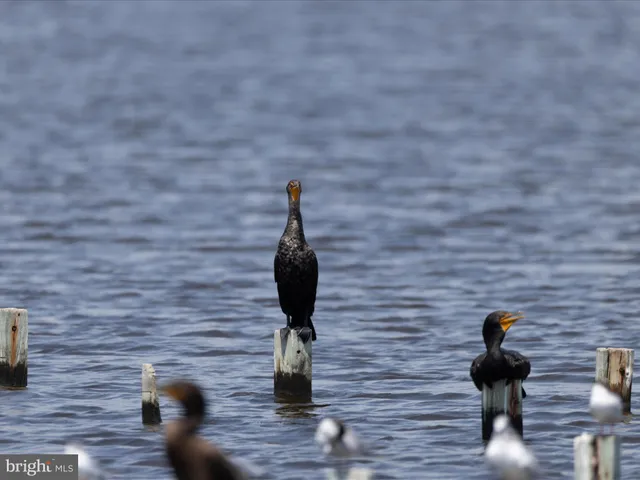 $975,000 | 2765 Hoopers Island Road, Fishing Creek, MD 21634