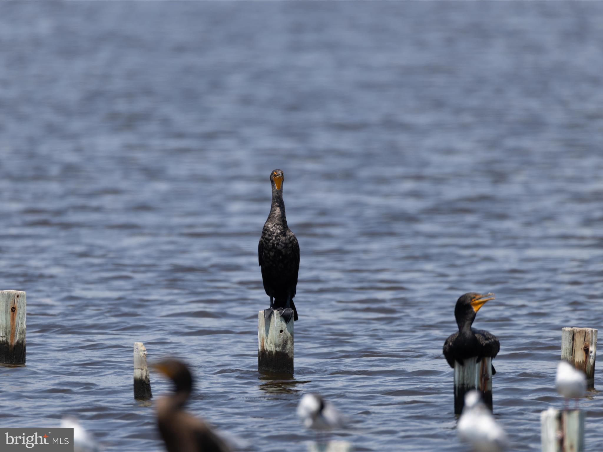 2765 Hoopers Island Road Fishing Creek, MD 21634 - Photo 81 of 111 Local Wildlife