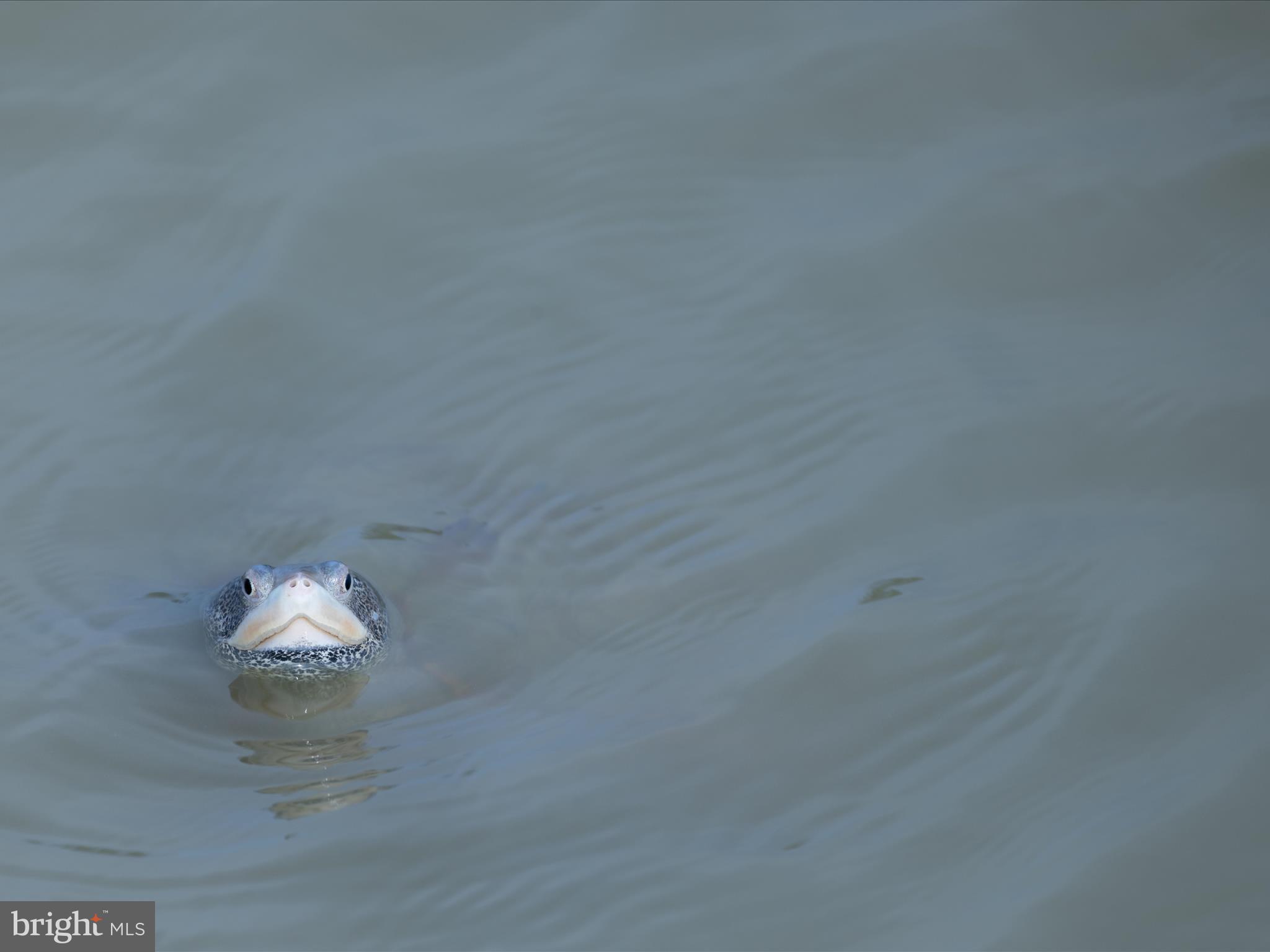 2765 Hoopers Island Road Fishing Creek, MD 21634 - Photo 82 of 111 Local Wildlife