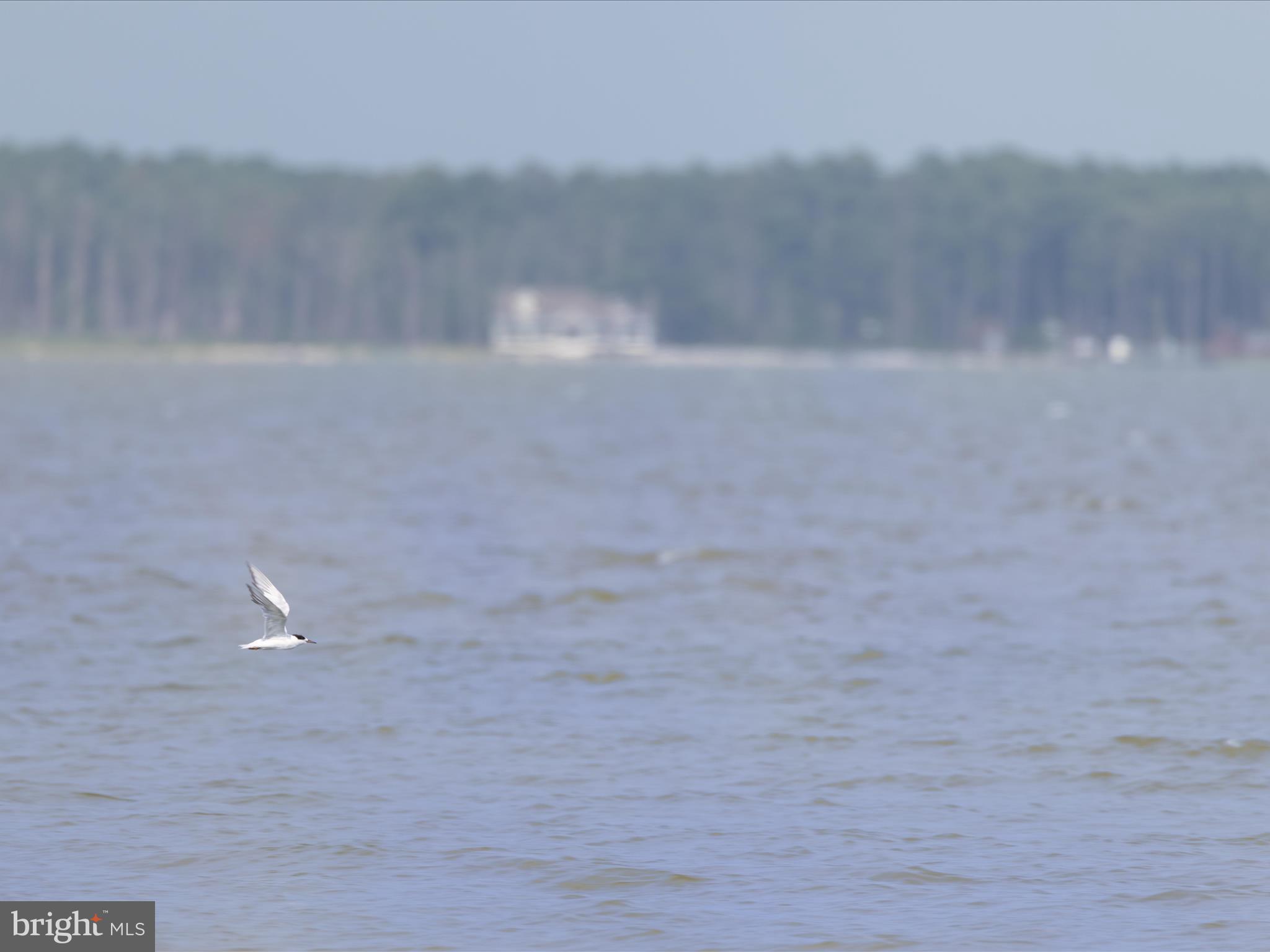2765 Hoopers Island Road Fishing Creek, MD 21634 - Photo 83 of 111 Local Wildlife