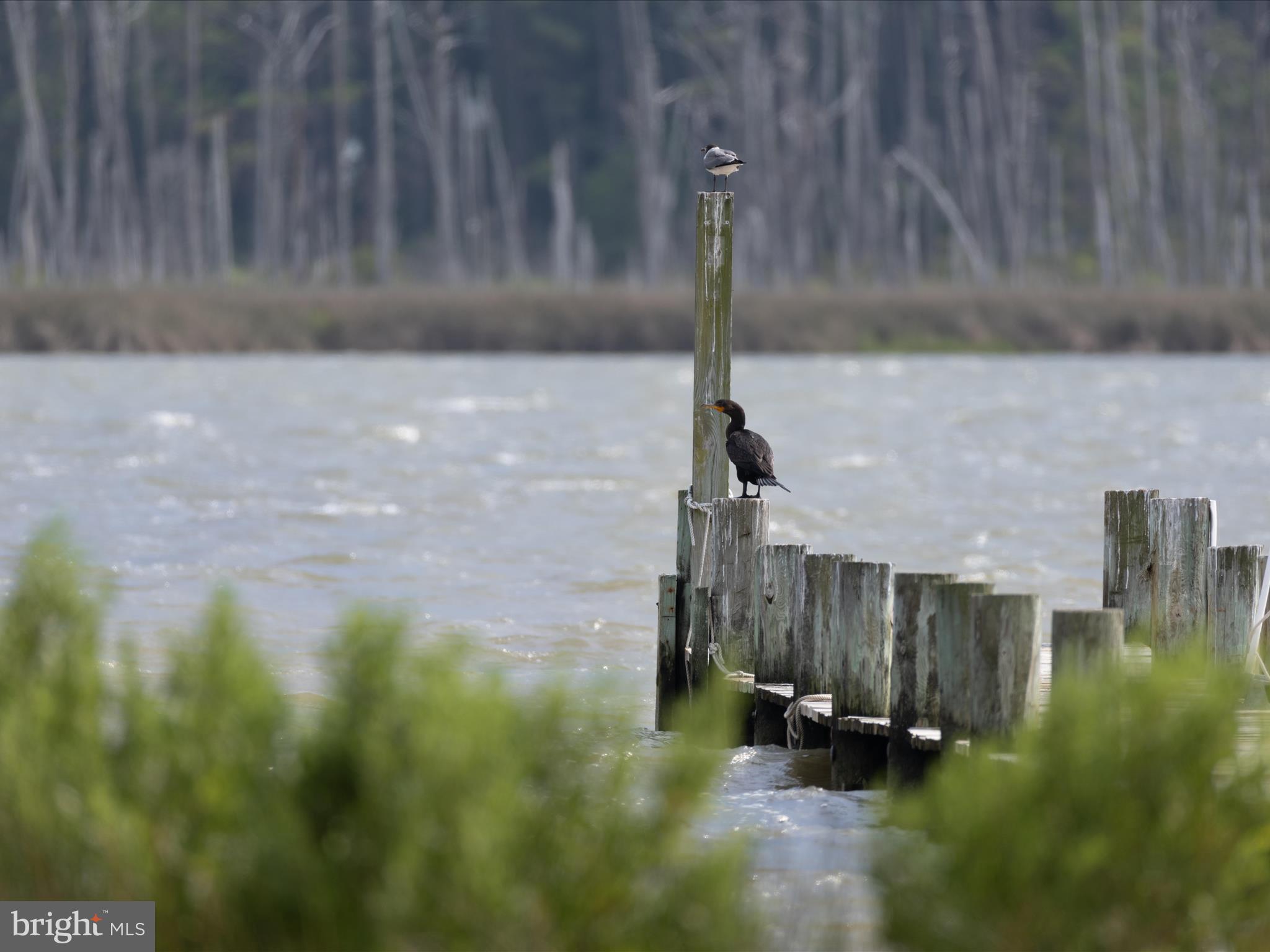 2765 Hoopers Island Road Fishing Creek, MD 21634 - Photo 84 of 111 Local Wildlife