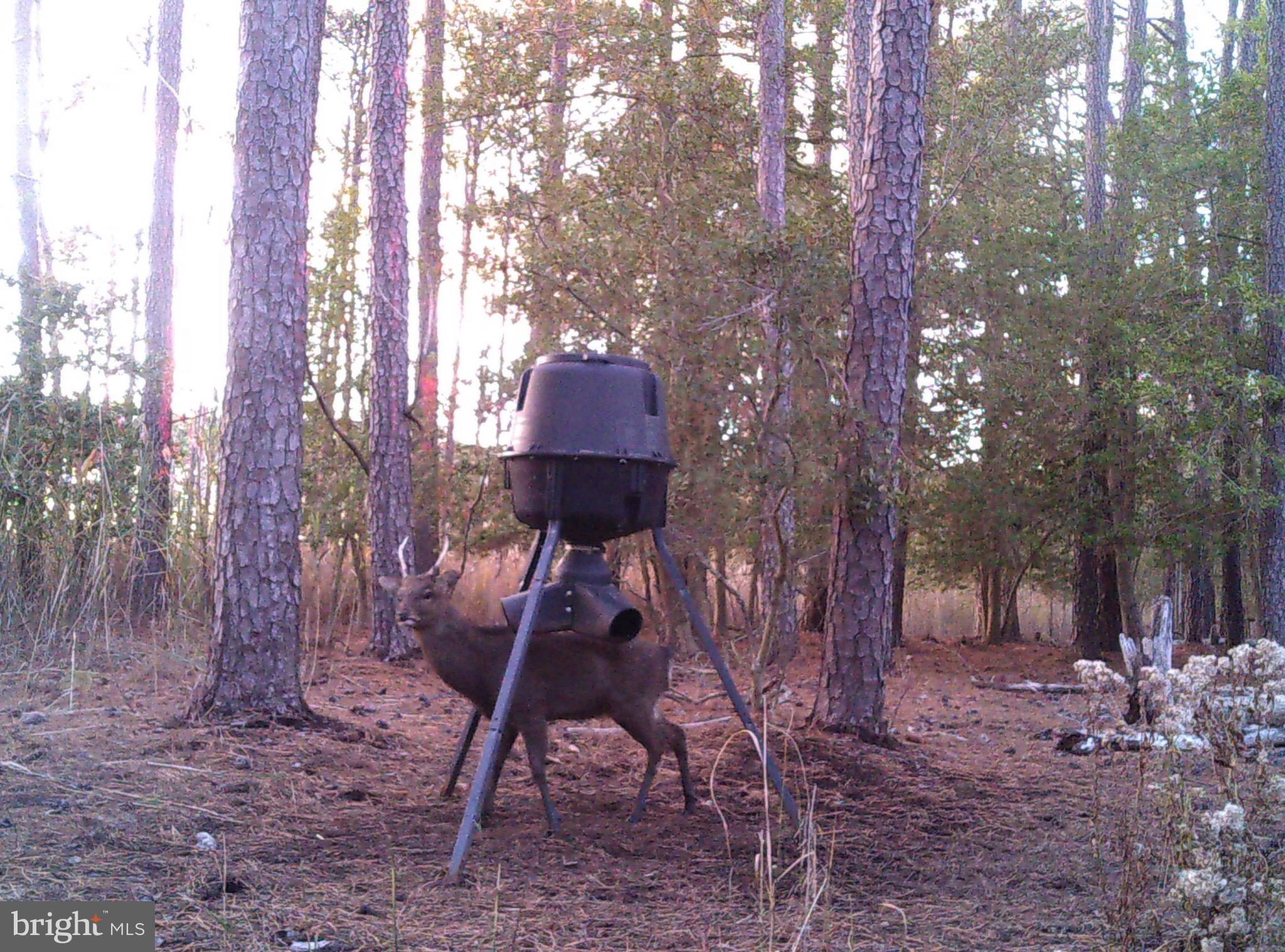 2765 Hoopers Island Road Fishing Creek, MD 21634 - Photo 86 of 111 a table and chairs in the forest