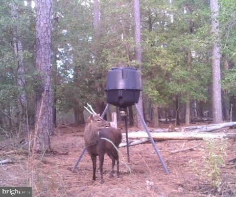 2765 Hoopers Island Road Fishing Creek, MD 21634 - Photo 87 of 111 a backyard of a house with table and chairs