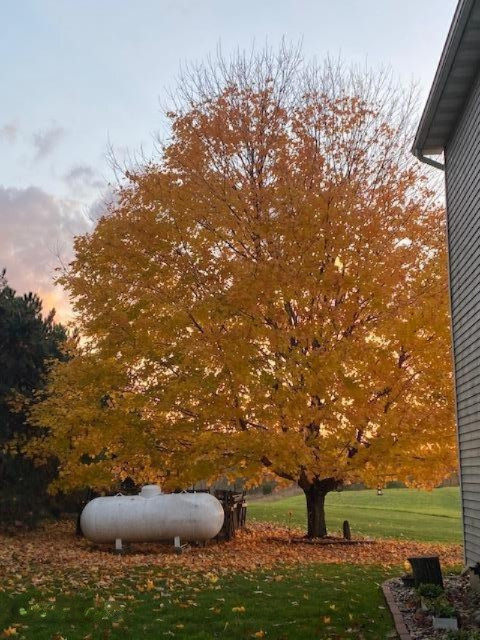 5185 Young Road Bellevue, MI 49021 - Photo 17 of 32 lp tank and tree