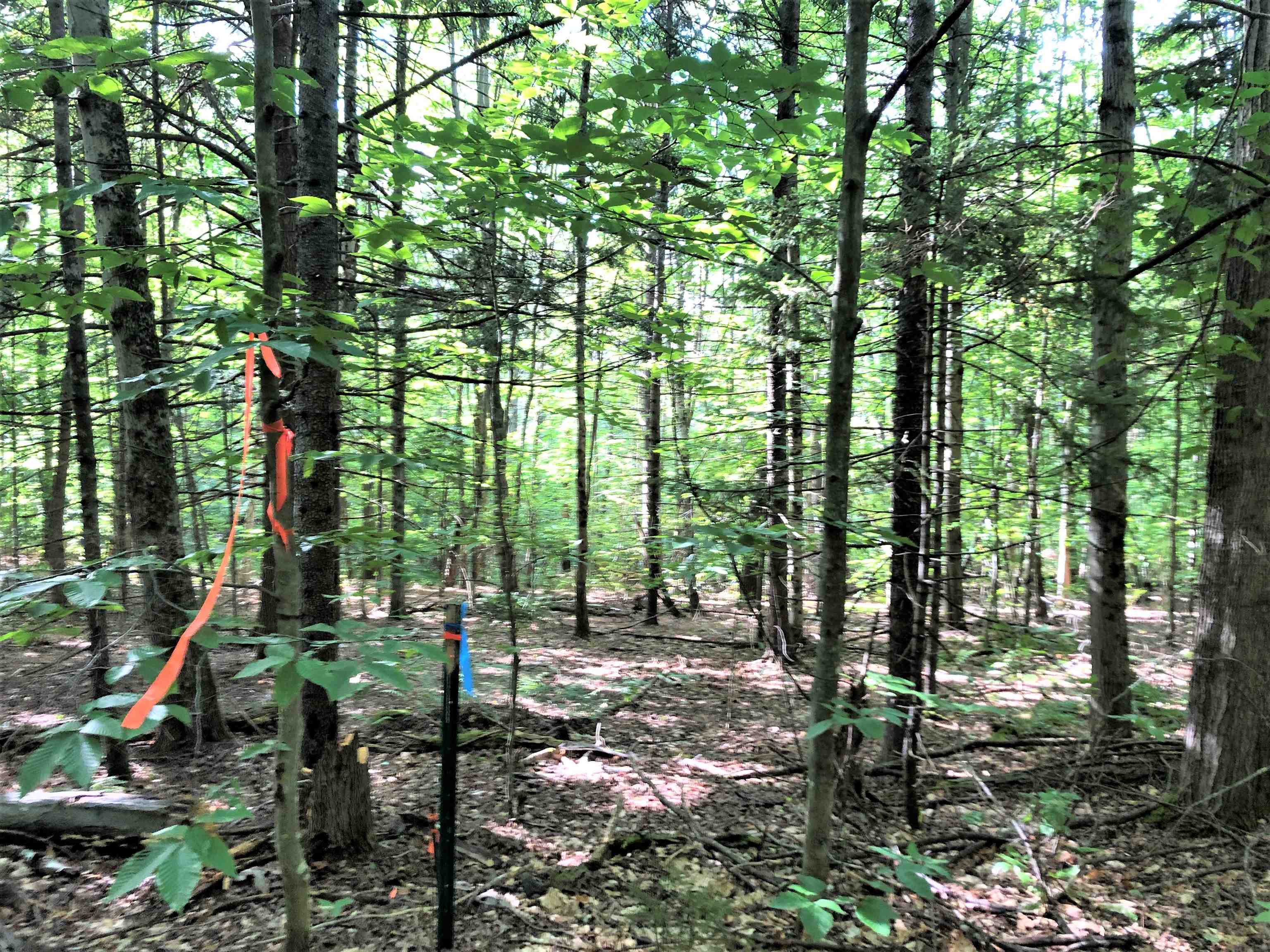 0 Fish Hill Road, Unit LOT 10 Randolph, VT 05060 - Photo 6 of 8