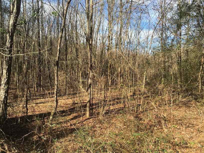 1880 Robinson Road Carthage, MS 39051 - Photo 8 of 10 Photo 8