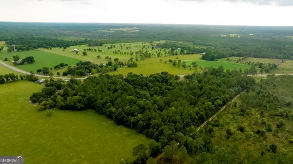 a view of a green field with plants and large trees