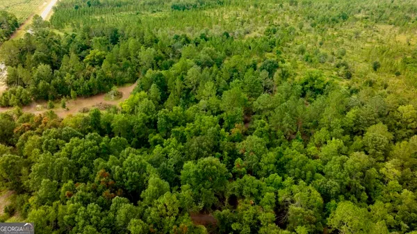 a view of a lush green forest