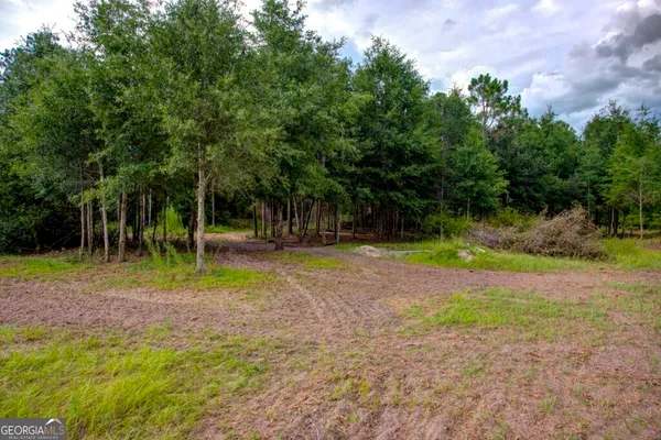 a view of a forest with trees in the background
