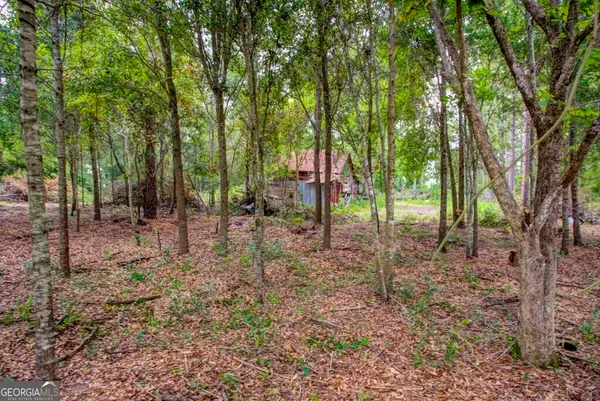 a view of a yard with plants and large trees