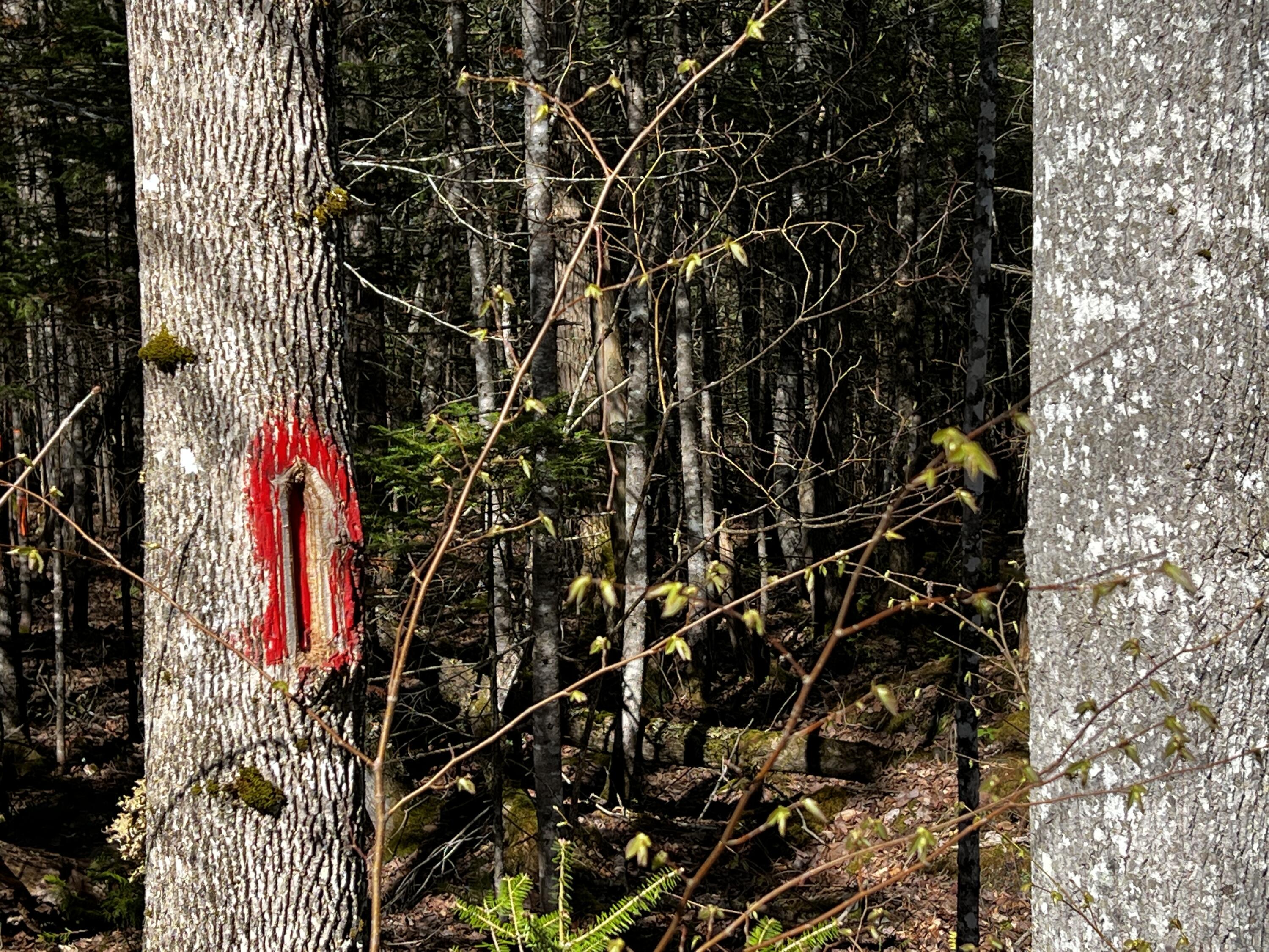 Lot 22 Schoodic Point Road Medford, ME 04463 - Photo 6 of 27 IMG_4170