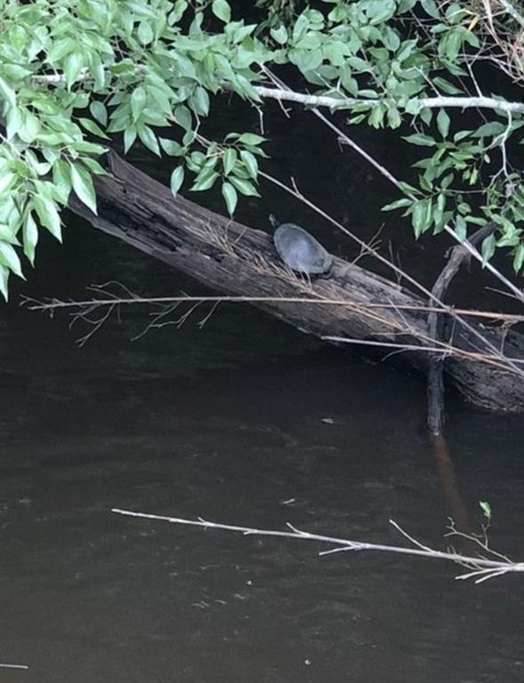 Tbd Aster Road Gilmer, TX 75644 - Photo 2 of 5