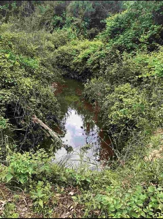 Tbd Aster Road Gilmer, TX 75644 - Photo 3 of 5 a view of a lake with a tree