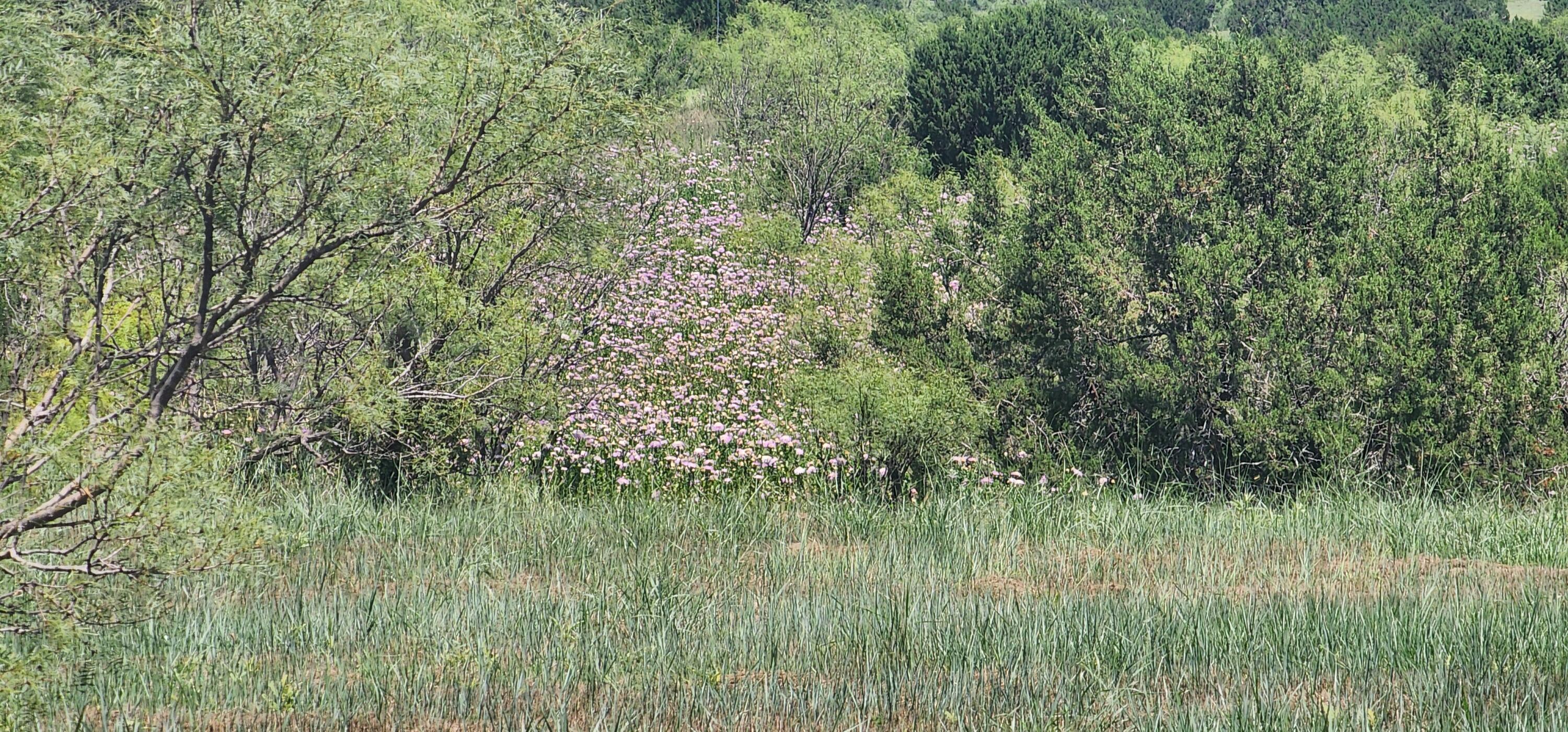 319 Prairie Point Canyon, TX 79015 - Photo 6 of 9 a view of a lush green space