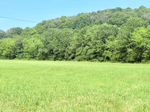 a view of a lush green space