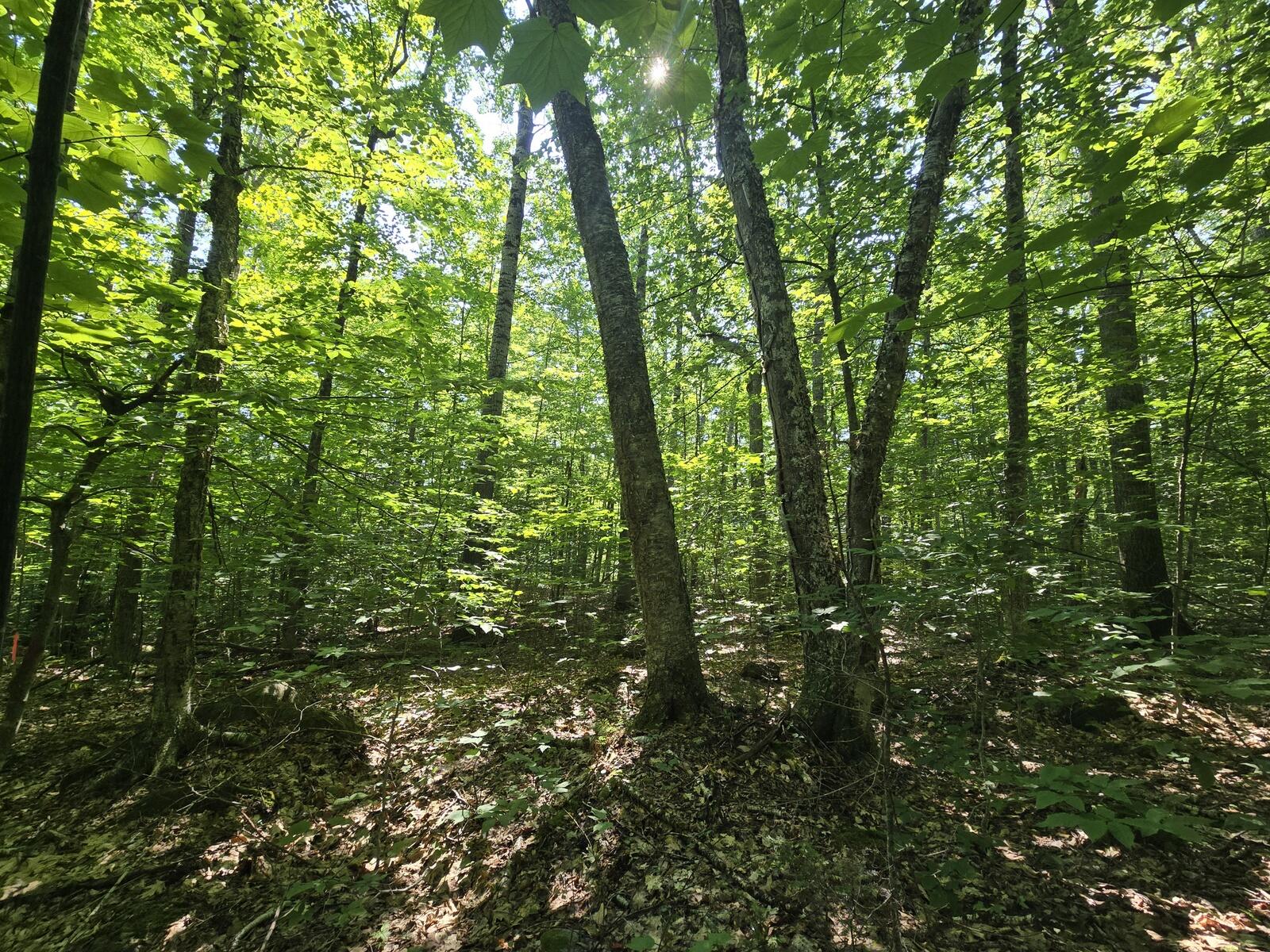 Lot 67 Temple Road Temple, ME 04984 - Photo 10 of 37 20260629_092215