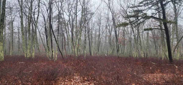 a view of backyard with green space