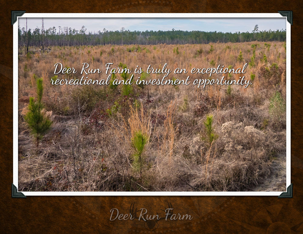 1471 Deliverance Road Ruffin, SC 29475 - Photo 8 of 8 Deer-Run-Farm-unbranded-p8