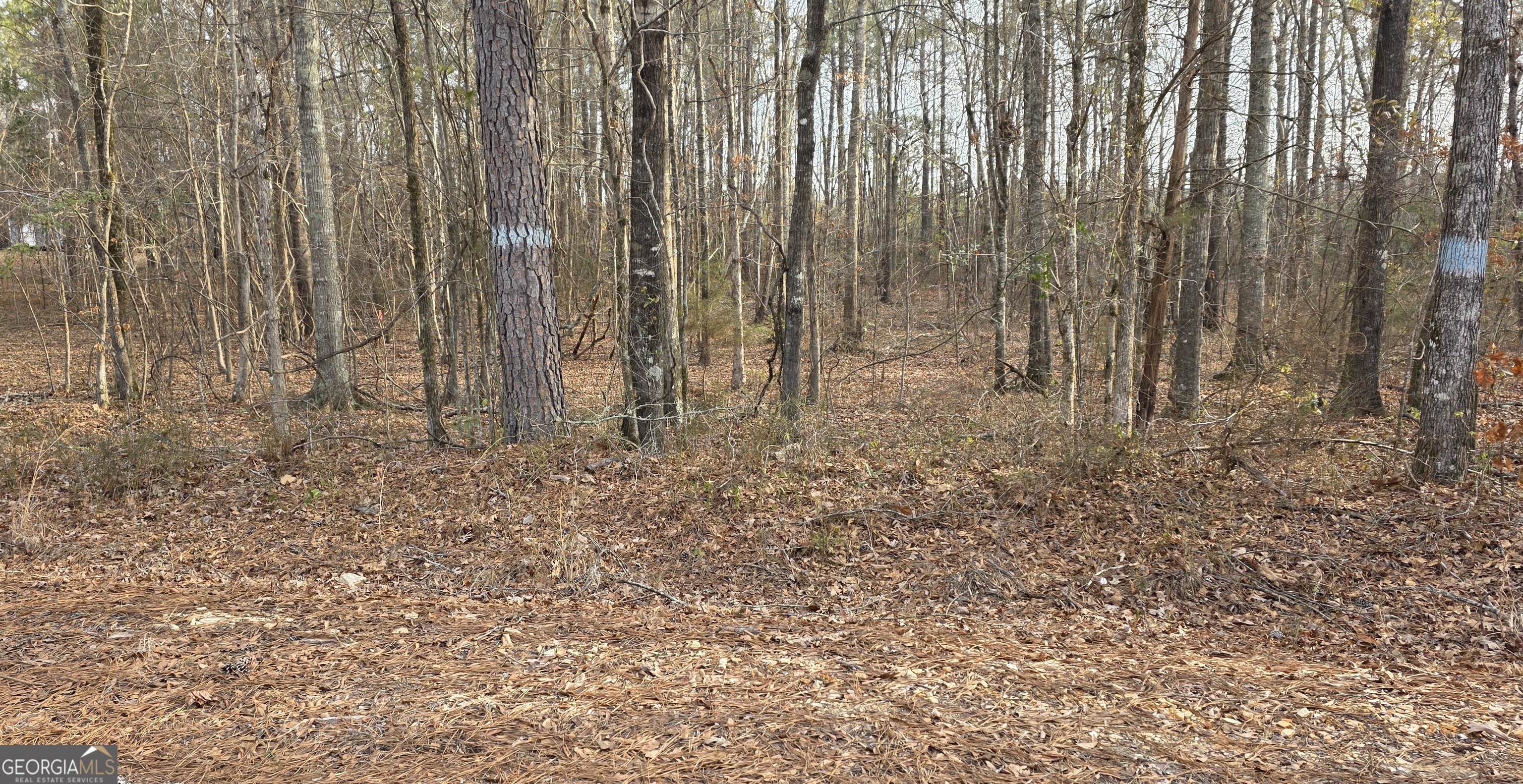 0 Lee Road Salem, AL 36874 - Photo 1 of 5 a view of room with trees
