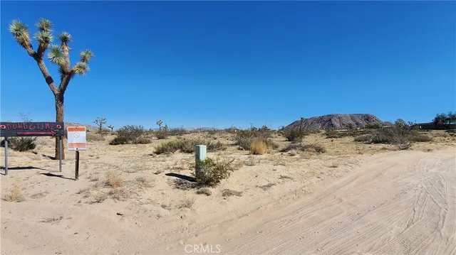 a view of a dry yard with a tree