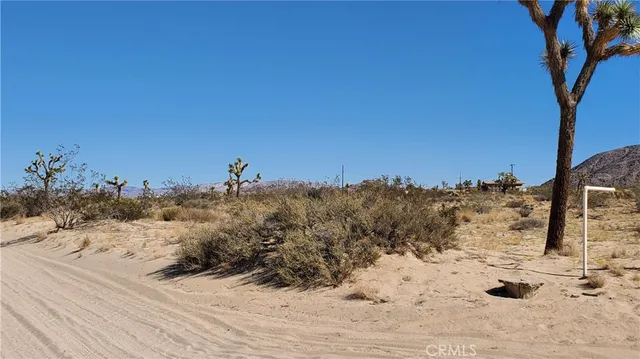 a view of a dry yard with a tree