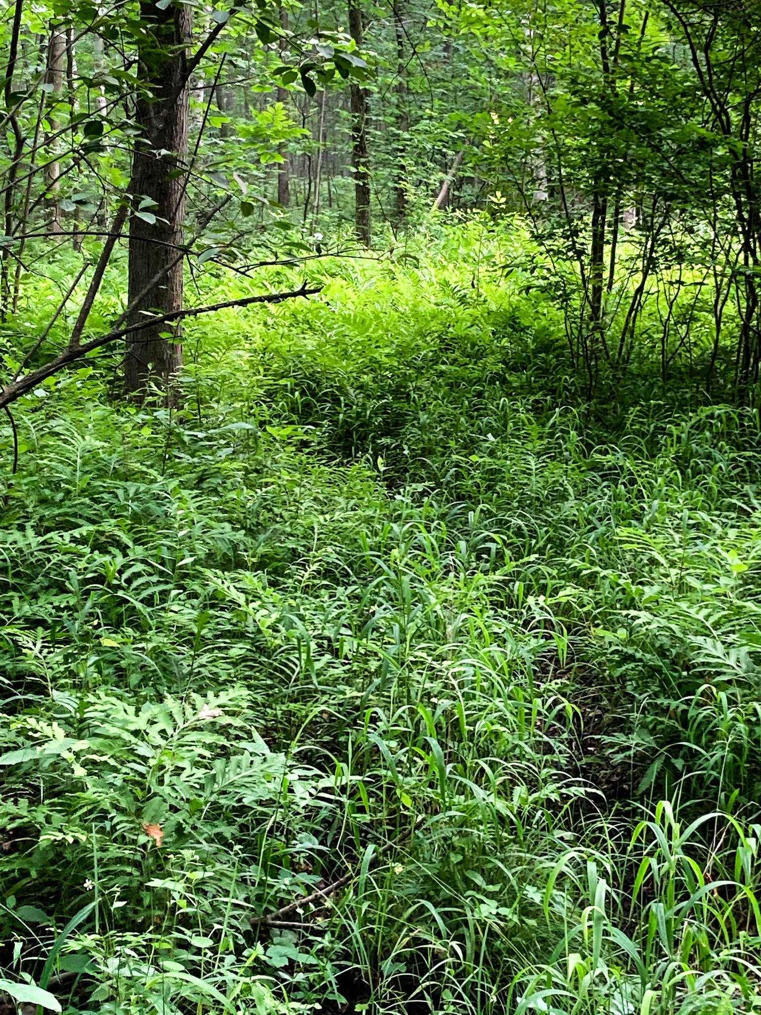 V/l East Bevens Road Caro, MI 48723 - Photo 22 of 41