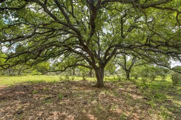 a view of yard with trees