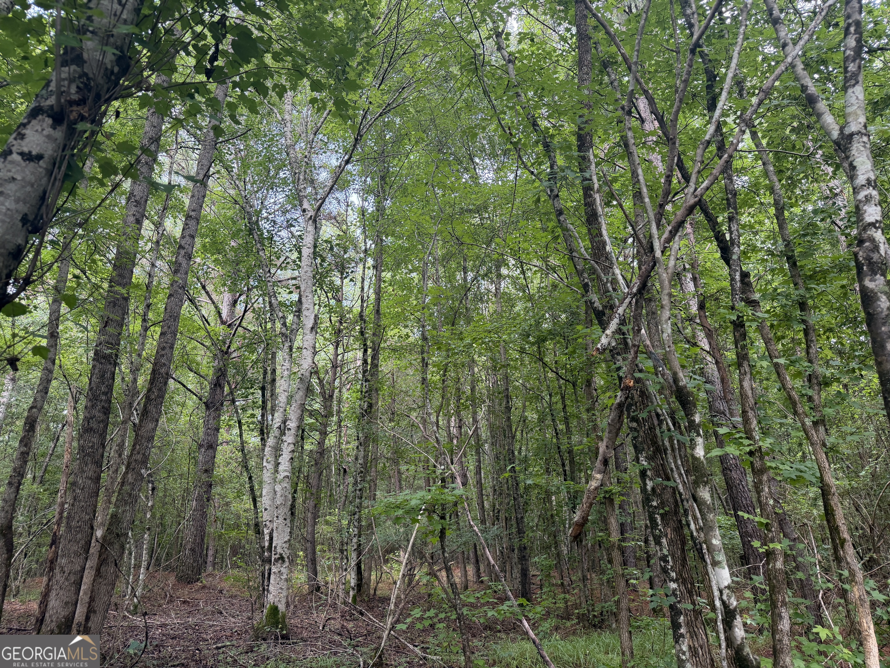 4 County Rd 445 Haleyville, AL 35565 - Photo 11 of 11