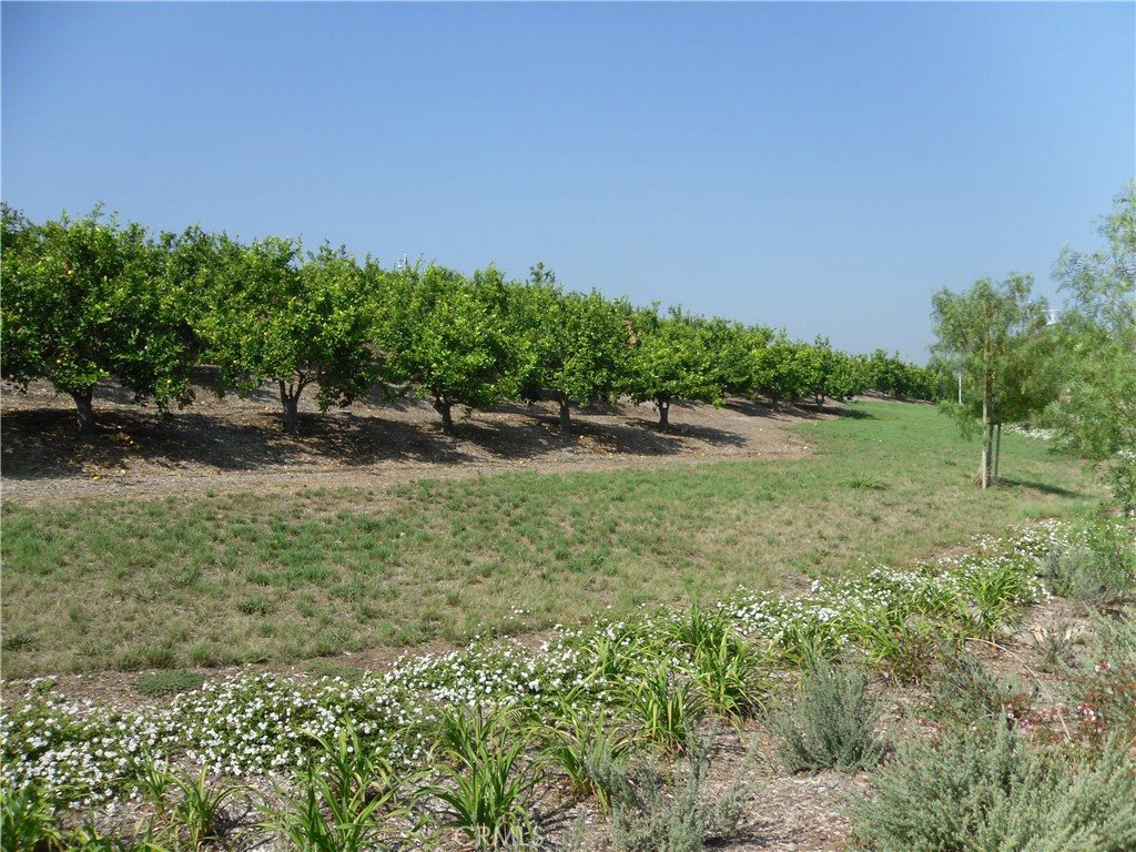 11 Brookhollow Irvine, CA 92602 - Photo 37 of 41 a backyard of a house with lots of green space