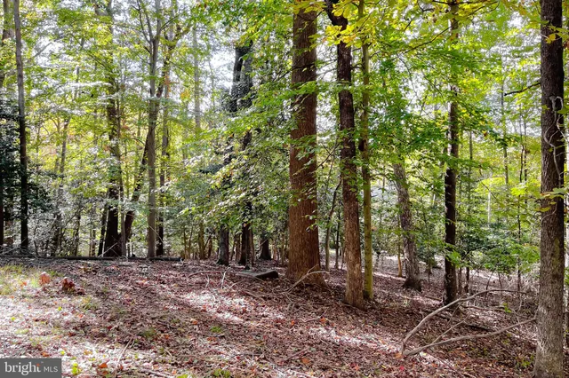 a view of outdoor space and tree