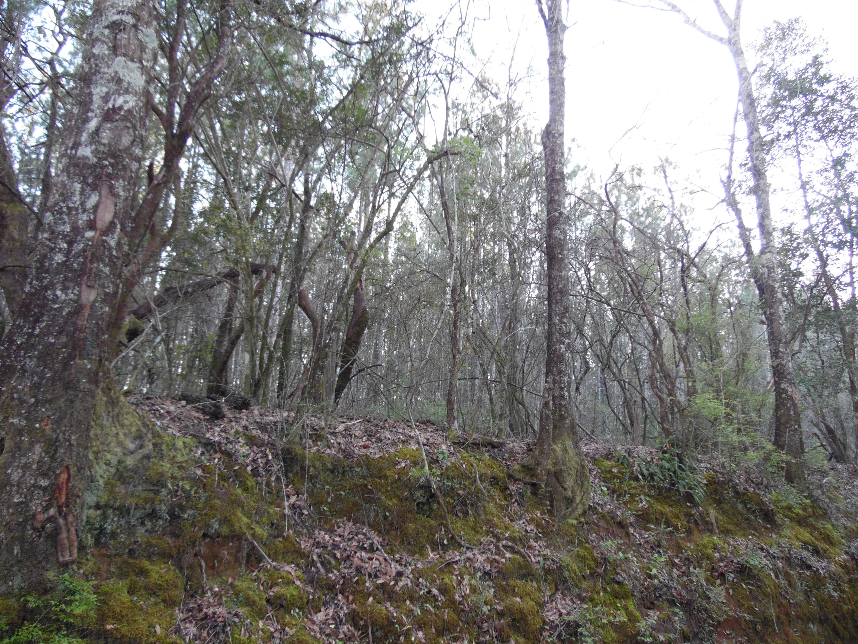 11.39-acre Williams Road DeFuniak Springs, FL 32433 - Photo 1 of 10 a view of outdoor space and green space