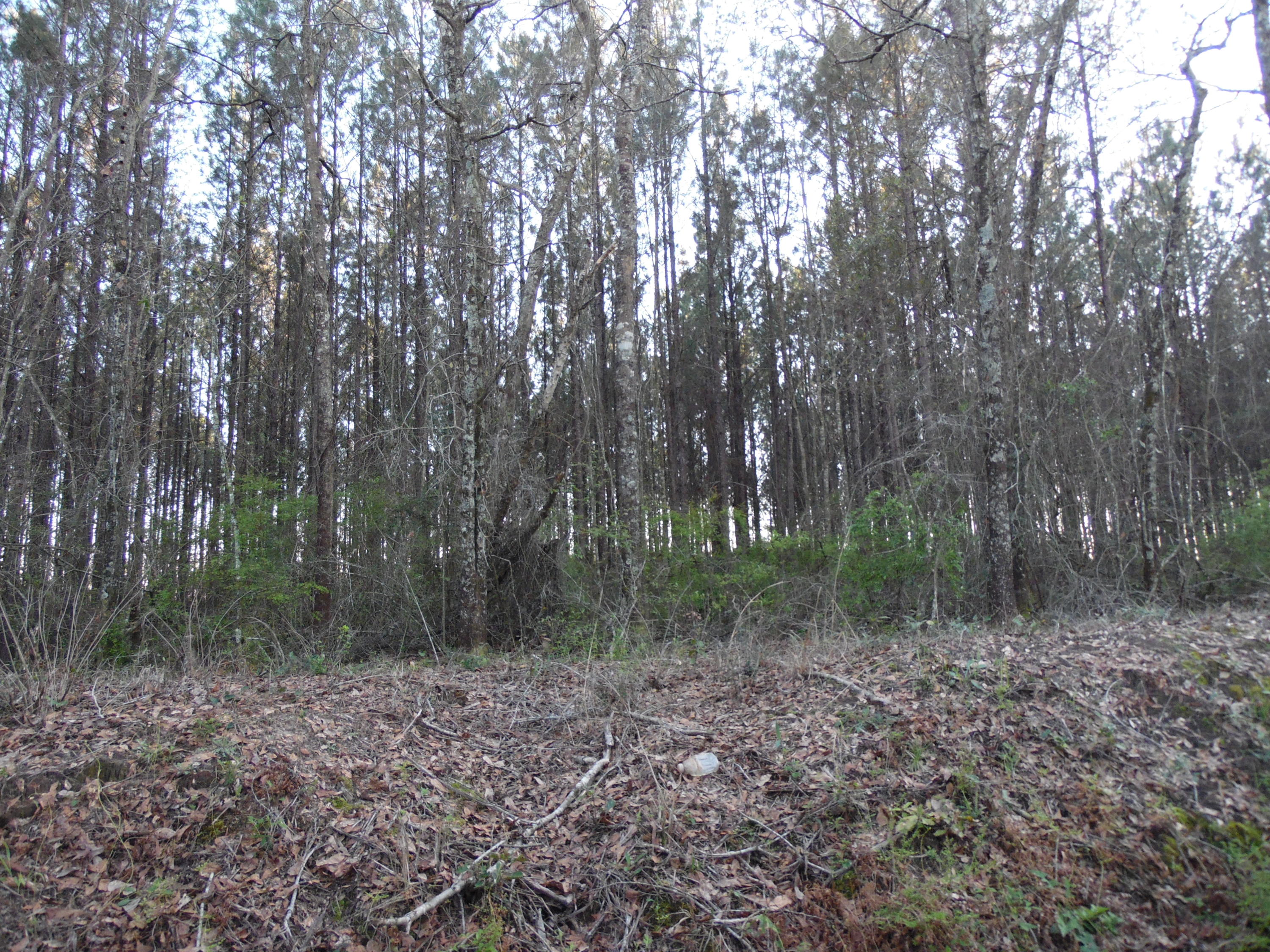 11.39-acre Williams Road DeFuniak Springs, FL 32433 - Photo 3 of 10 a view of outdoor space and green space