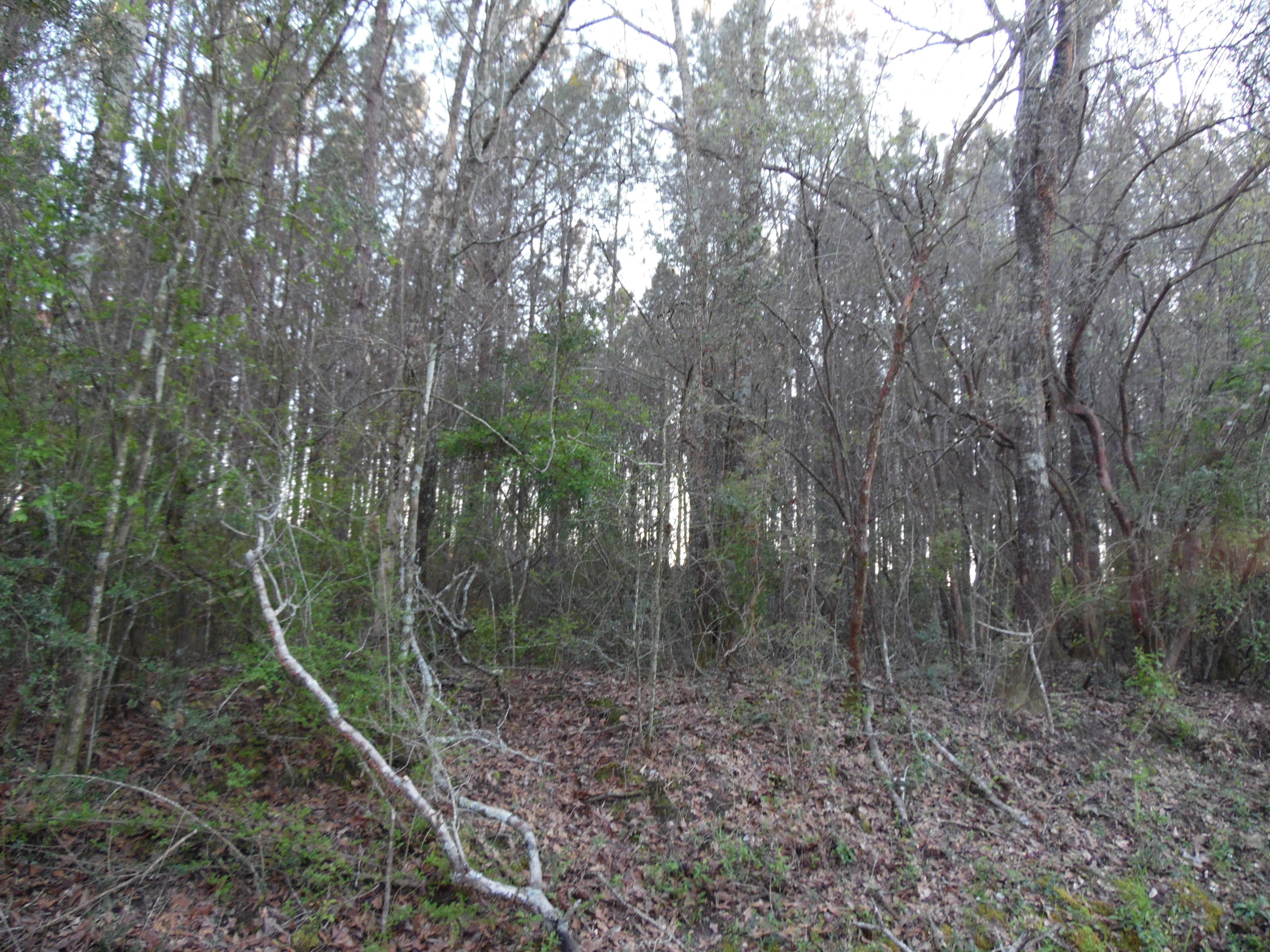 11.39-acre Williams Road DeFuniak Springs, FL 32433 - Photo 4 of 10 a view of a forest filled with trees